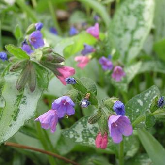 Pulmonaria 'Majesté'