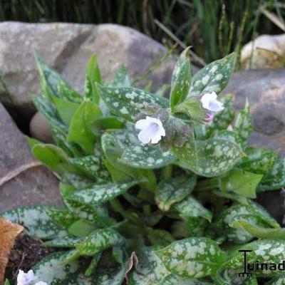 Gevlekt longkruid - Pulmonaria 'Opal'