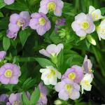 Polemonium carneum - Jacobsladder