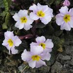 Primula x pruhonicensis "Guinevere" - Sleutelbloem