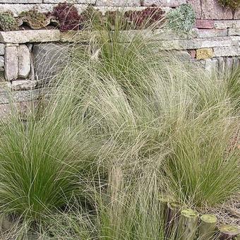 Stipa tenuissima