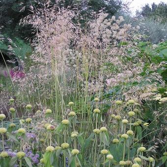 Stipa gigantea