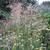 Stipa gigantea