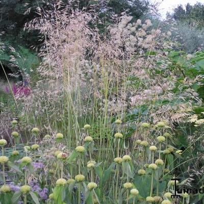 Straalhaver - Stipa gigantea