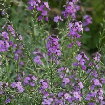 Erysimum 'Bowles Mauve'