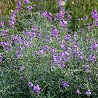 Erysimum 'Bowles Mauve'