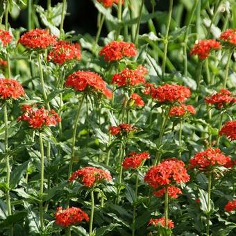 Lychnis chalcedonica