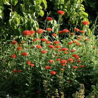 Lychnis chalcedonica