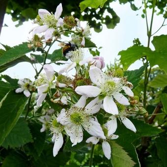 Rubus fruticosus 'Thornfree'