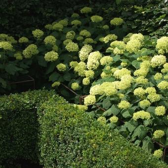 Hydrangea arborescens 'Annabelle'