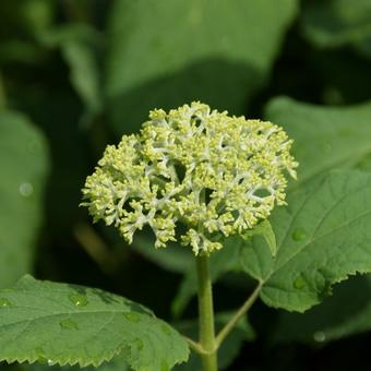 Hydrangea arborescens 'Annabelle'