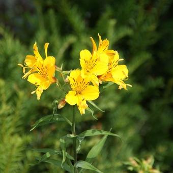 Alstroemeria