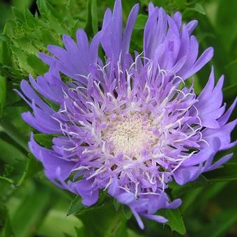 Stokesia laevis