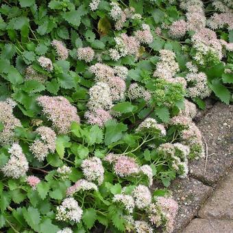 Sedum populifolium