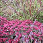 Sedum telephium 'Arthur Branch' - Vetkruid, Hemelsleutel