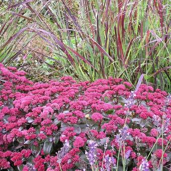 Sedum telephium 'Arthur Branch'