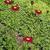 Tanacetum coccineum 'Robinson's Red'