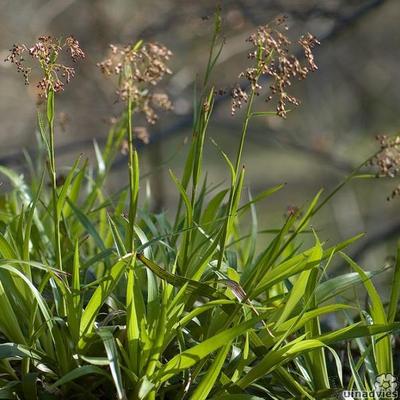 Grote veldbies - Luzula sylvatica