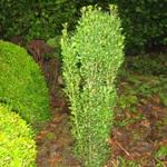 Ilex crenata 'Fastigiata' - Chinese hulst