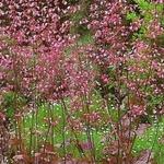 Heuchera sanguinea 'Splendens' - Purperklokje