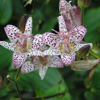 Tricyrtis formosana