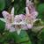 Tricyrtis formosana