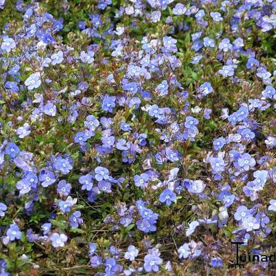 Ereprijs - Veronica peduncularis 'Georgia Blue'