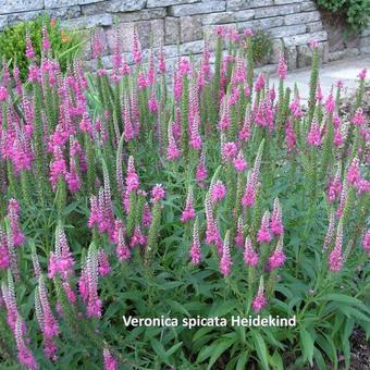 Veronica spicata