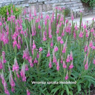 Ereprijs - Veronica spicata