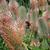 Trifolium rubens 'Peach Pink'