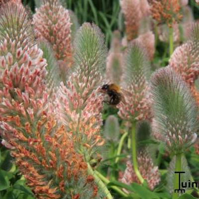 Klaver - Trifolium rubens 'Peach Pink'