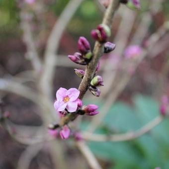 Daphne mezereum