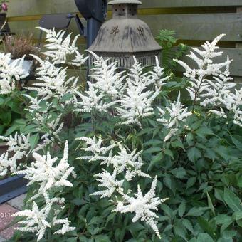 Astilbe chinensis