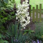 Yucca filamentosa - Palmlelie - Yucca filamentosa