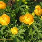 Trollius pulcher - Globebloem