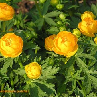 Trollius pulcher