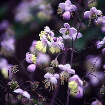 Thalictrum rochebrunianum