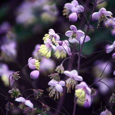 Thalictrum rochebrunianum - Ruit