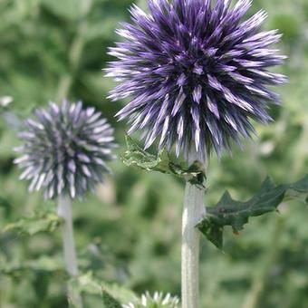 Echinops ritro