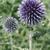 Echinops ritro