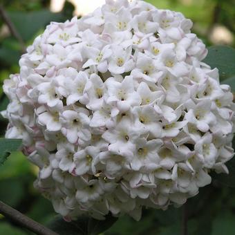 Viburnum x  carlcephalum