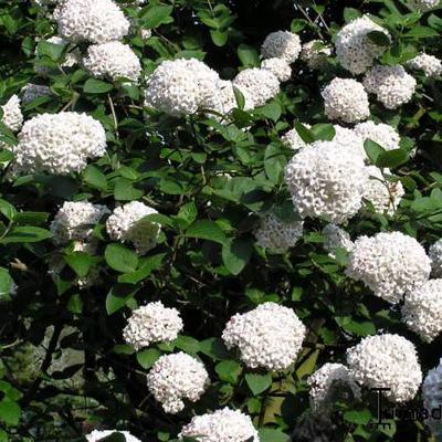 Sneeuwbal - Viburnum x  carlcephalum