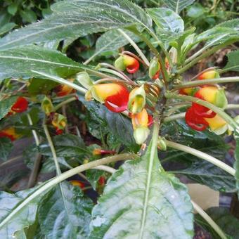 Impatiens niamniamensis 'Golden Cockatoo'