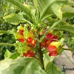 Impatiens niamniamensis 'Golden Cockatoo' - Bontbladige Congobalsemien