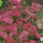 Spiraea japonica 'Dart's Red' - Spierstruik, spirea