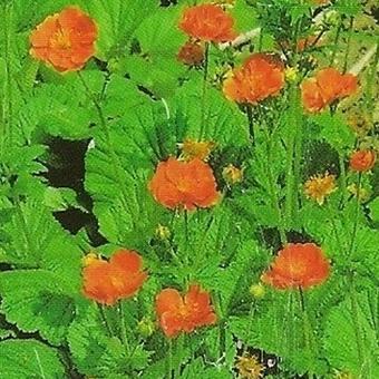 Geum coccineum 'Borisii'