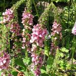 Verbascum phoeniceum 'Southern Charm' - Toorts