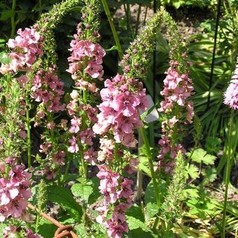 Verbascum phoeniceum 'Southern Charm'