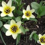 Tulipa kolpakowskiana - Tulp