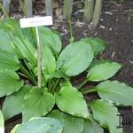 Hosta Lancifolia - Hartlelie/Funkia